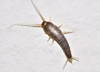 2 itens da cozinha podem ajudar a acabar com traças em casa; veja como preparar a armadilha