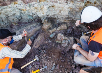 Fóssil encontrado no Brasil revela um predador aquático que viveu há milhões de anos