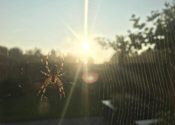 Aranhas aparecem casas limpas motivo