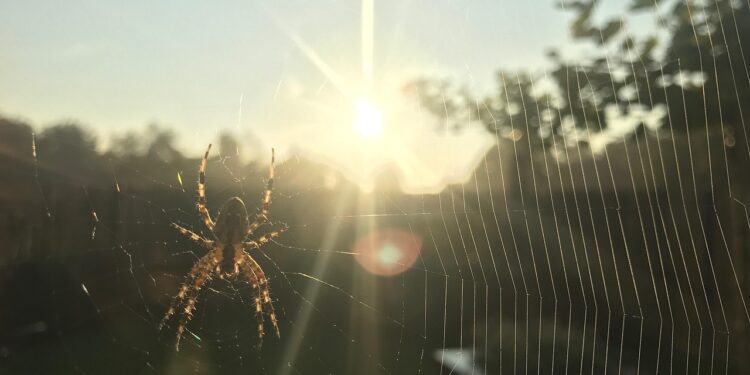 Aranhas aparecem casas limpas motivo