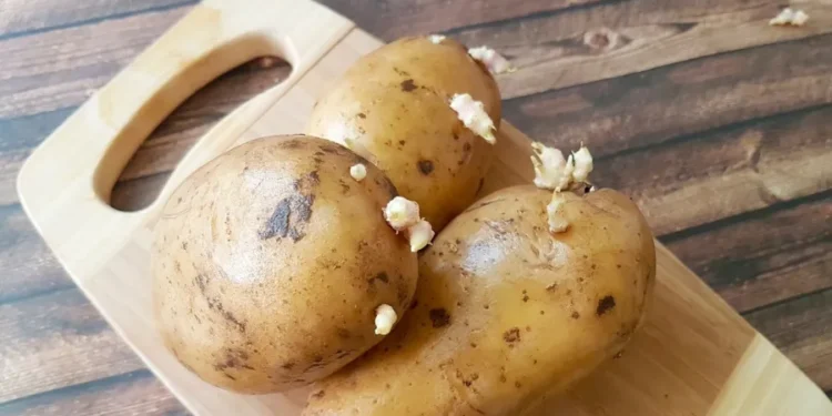 O erro que muita gente comete na cozinha faz as batatas brotarem mais rápido