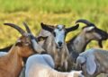 Cabras foram retiradas ilha salvar