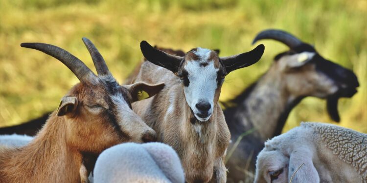 Cabras foram retiradas ilha salvar