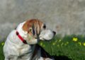 Cães precisam adaptações casa ajudam