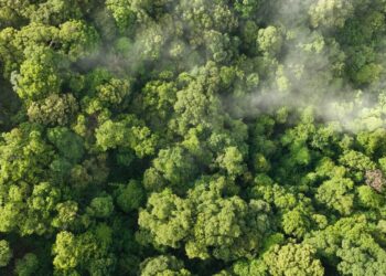 França cria plano para renovar 1 bilhão de árvores até 2032, mas decisão judicial muda os rumos