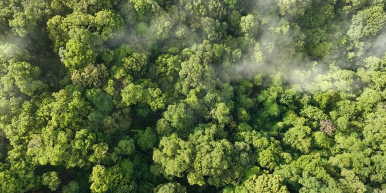França cria plano para renovar 1 bilhão de árvores até 2032, mas decisão judicial muda os rumos