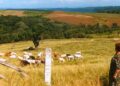 Casal começou campo energia elétrica