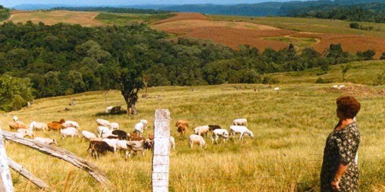 Casal começou campo energia elétrica