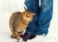 Gato que esfrega a cabeça nas pernas está fazendo um gesto de comunicação que pode ser mal interpretado
