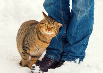 Gato que esfrega a cabeça nas pernas está fazendo um gesto de comunicação que pode ser mal interpretado