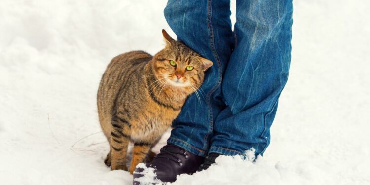 Gato que esfrega a cabeça nas pernas está fazendo um gesto de comunicação que pode ser mal interpretado