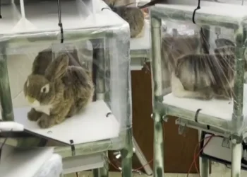 Robôs em formato de coelho viram isca para combater uma das maiores ameaças a um ecossistema de pântano subtropical