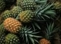 Conhecida capital abacaxi produz milhões