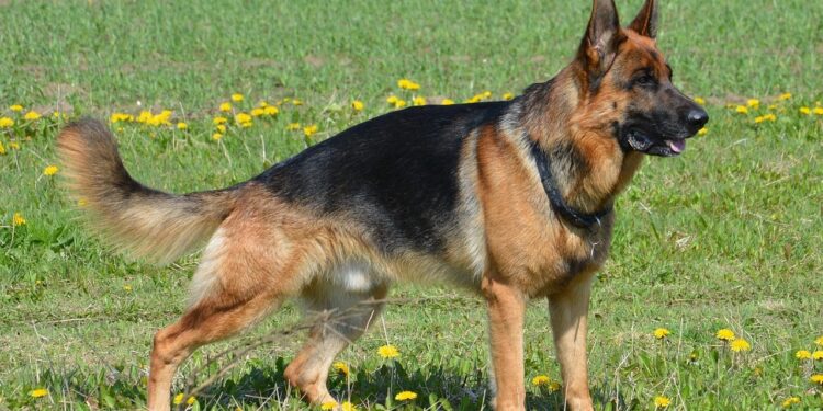 Educador canino explica pastor alemão