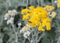 Erva aromática especialistas indicam plantar
