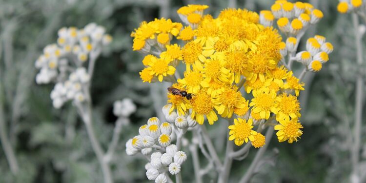 Erva aromática especialistas indicam plantar