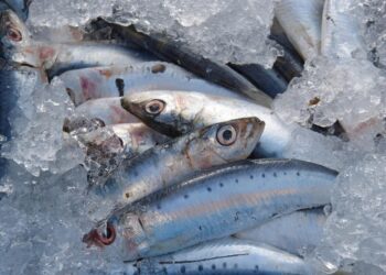 Peixe comum mercados brasileiros considerado
