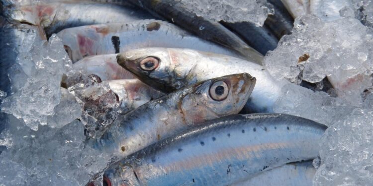 Peixe comum mercados brasileiros considerado
