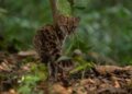 Felino tamanho gato doméstico identificado