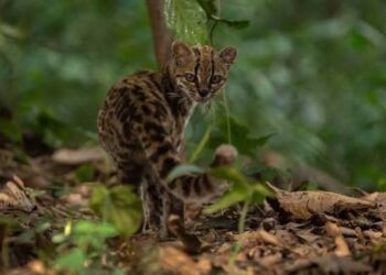 Felino tamanho gato doméstico identificado