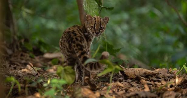 Felino tamanho gato doméstico identificado