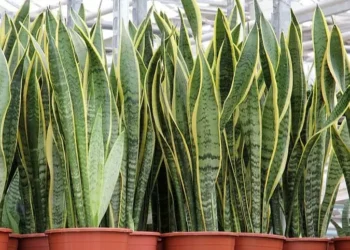 Feng shui indica colocar espada