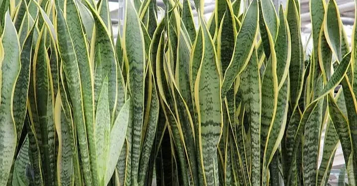 Feng shui indica colocar espada