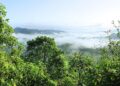 Fruto árvore amazônica explodir amadurece