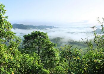 Fruto árvore amazônica explodir amadurece