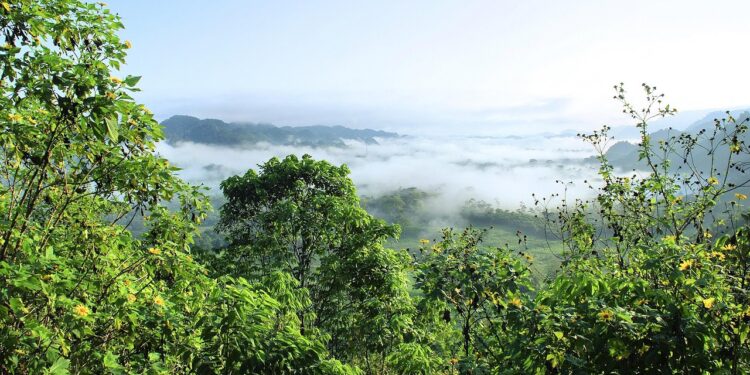 Fruto árvore amazônica explodir amadurece