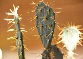 Fungos encontrados caatinga mostram potencial