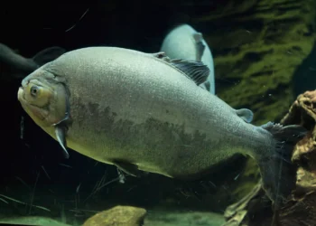 Novo peixe pode mudar a criação de animais aquáticos no Brasil após avanço científico