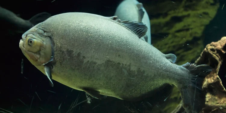 Novo peixe pode mudar a criação de animais aquáticos no Brasil após avanço científico