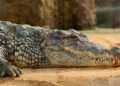 Local dezenas crocodilos considerado apto