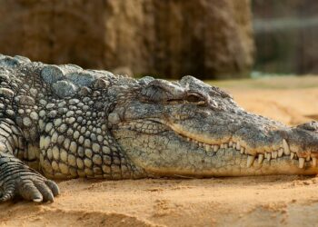 Local dezenas crocodilos considerado apto