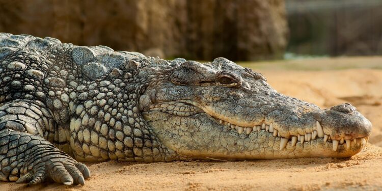 Local dezenas crocodilos considerado apto