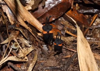 “Flor do diabo” é encontrada em uma das descobertas mais curiosas do ano