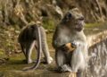 Mil macacos estão invadindo plantações