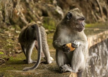 Mil macacos estão invadindo plantações