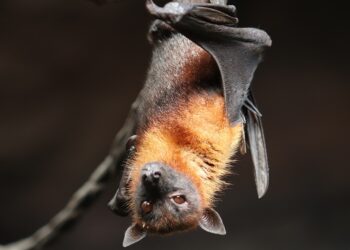 Mansão batman acusada causar problema