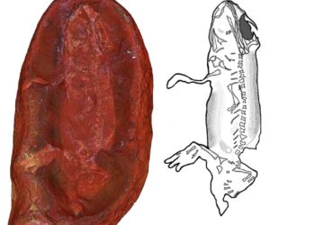 Nova espécie protoanfíbio descoberta duas