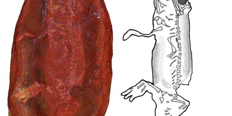 Nova espécie protoanfíbio descoberta duas