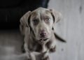 Acontece cachorros ficam sozinhos casa