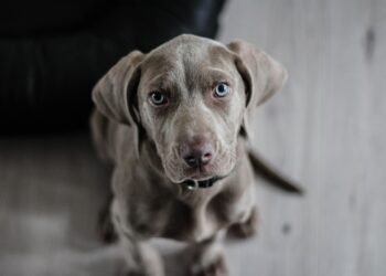 Acontece cachorros ficam sozinhos casa