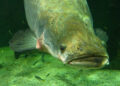 Peixe gigante quilos surpreende pesquisadores