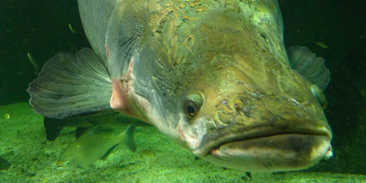 Peixe gigante quilos surpreende pesquisadores
