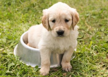 Pesquisa cães revela habilidade cerebral
