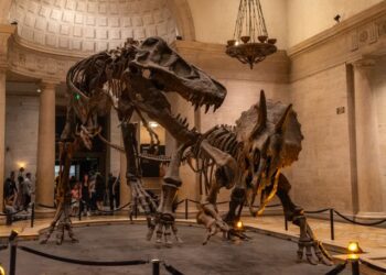 Uma descoberta de 66,5 milhões de anos permite acompanhar os passos de um T. rex adulto