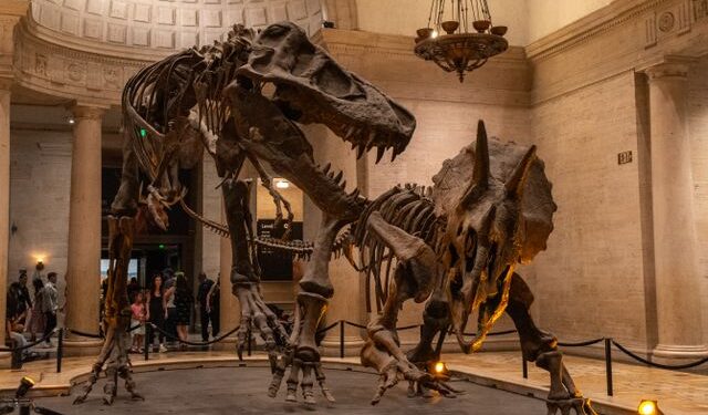 Uma descoberta de 66,5 milhões de anos permite acompanhar os passos de um T. rex adulto