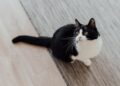 Ciência descobre por que alguns gatos têm manchas pretas ao redor dos olhos